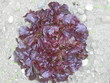 salatkopf