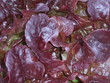 roter salat