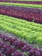 salatplantage