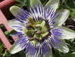 passionsblume