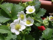 erdbeerblüten