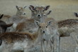 fallow deer