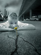 boy and a flower