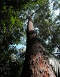 Foto: red meranti tree red meranti tree