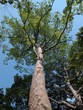 Foto: pelai tree pelai tree