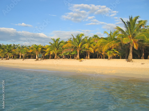 tropical caraibe beach with palm tree and white sand, roatan isl