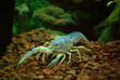 crawfish in the aquarium