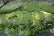 rocher vert