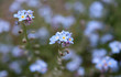 myosotis