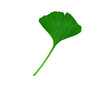 ginko biloba