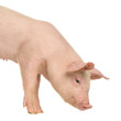 cochon