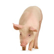 cochon