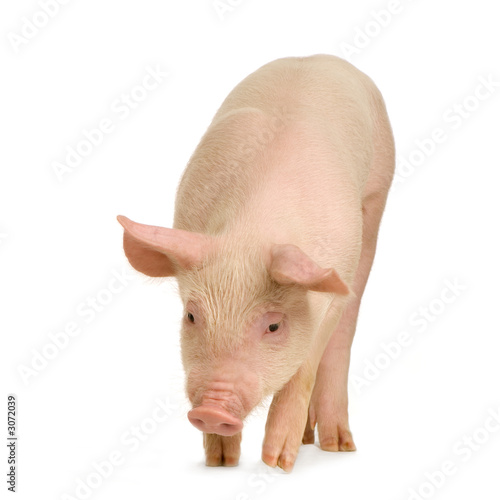 cochon cochon