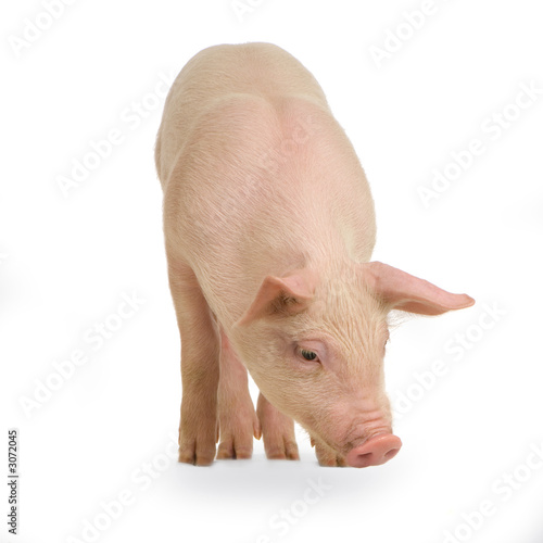 cochon cochon
