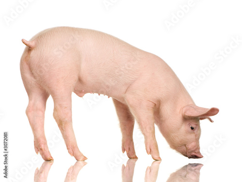 cochon