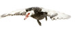 canard de barbarie