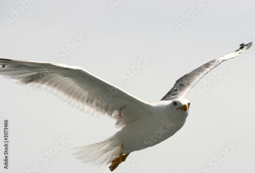 Foto: möwe möwe