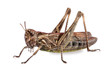 grasshopper