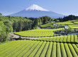 green tea fields iv green tea fields iv