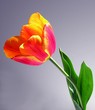 fiery-colour pretty tulip