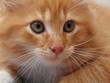 regard de chaton roux regard de chaton roux