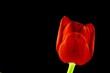 tulip