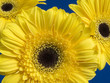 yellow flower heads yellow flower heads
