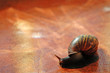 snail over orange tile
