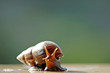 a brown color snail