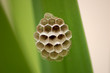 nid de guepes - macro d'un nid d'abeille / guepe nid de guepes - macro d'un nid d'abeille / guepe