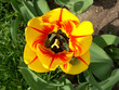 tulip
