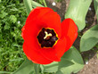 tulip