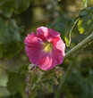 holy mallow (hollyhock)