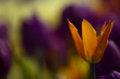 oranžová tulipán 2