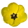 tulipe détourée