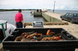 pesée de homards