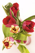 tulipány