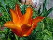 tulpe