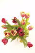 tulipány