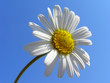 zartes blümchen