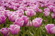 land of tulips
