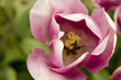 single tulip