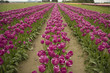 pink field