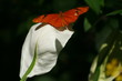 butterfly flower
