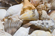 shells background