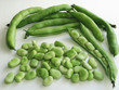 broad bean broad bean