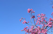 pink blossoms 3