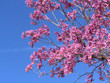 pink blossoms 2