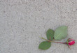 lonely rosebud on the sidewalk, lower right corner