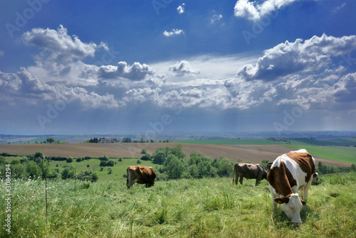 Photo: vaches et nature vaches et nature